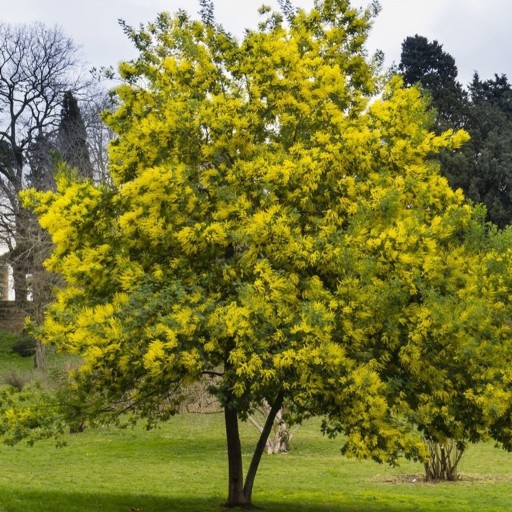 بذر درخت زیبای آکاسیا دیلباتا (Acacia dealbata)