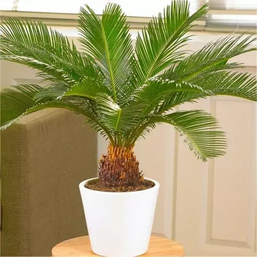 فروش بذر نخل زینتی سیکاس (Cycas Palm)