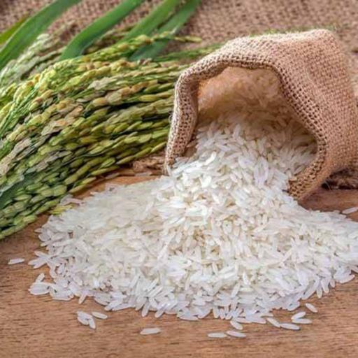 برنج طارم فجر با کیفیت برتر و نازلترین قیمت از مزارع شمال