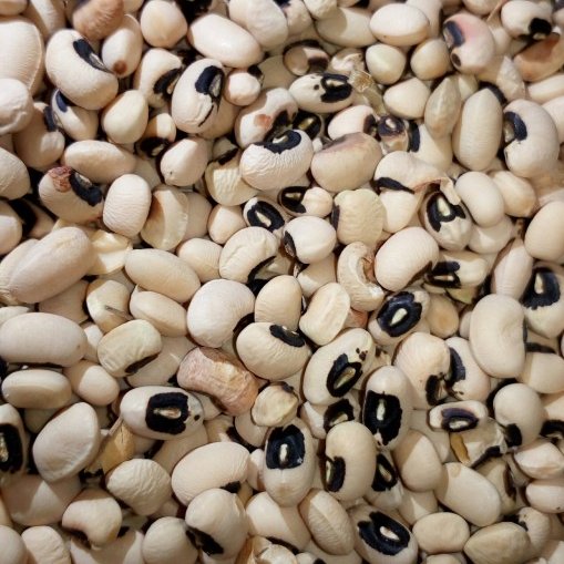 لوبیا چشم بلبلی ممتاز فدک