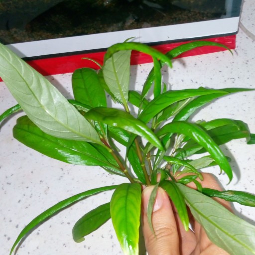 گیاه آبزی آکواریوم پلنت برگ بیدی قهوه ای Hygrophila Angustifolia پک 4 عددی