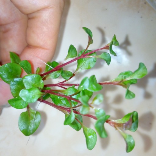 گیاه نیمه آبزی آکواریومی تراریومی آلترنانترا 2رنگ  ALTER BETTZICKIANA  پک 4 شاخه