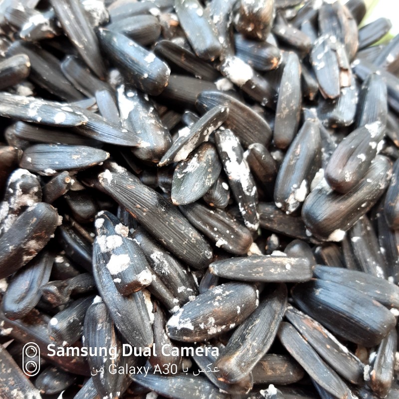 تخمه آفتابگردان سیاه(250گرم ) تازه بو داده شده