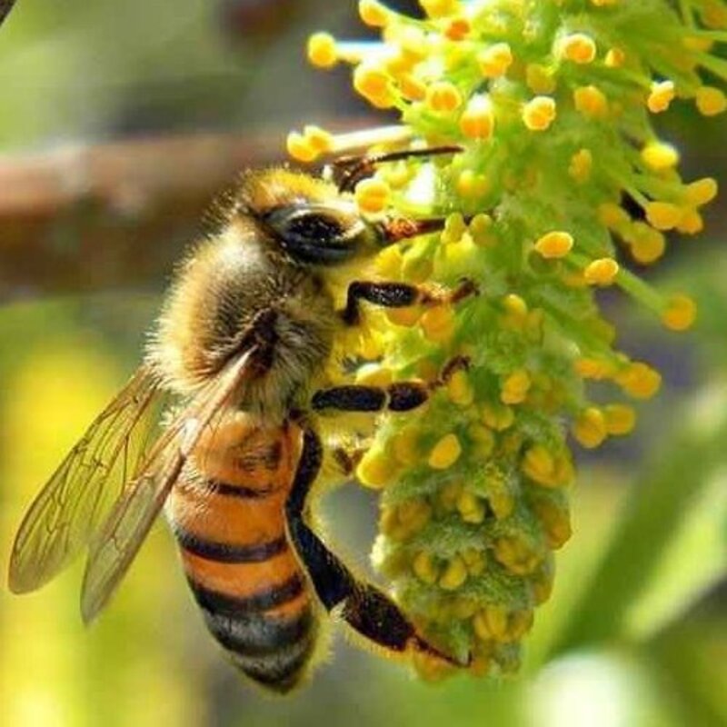 عسل چند گیاه (خرید مستقیم از زنبوردار)