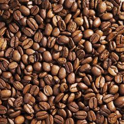بذر درخت قهوه عربی 4 عددی