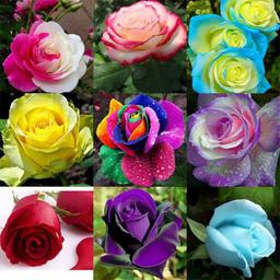 بذر گل رز میکس 10 رنگ 10 عددی 