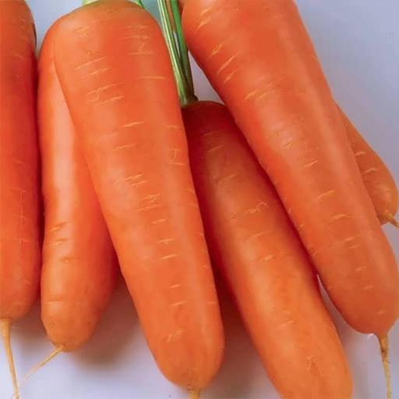 بذر هویج شین کارودا 1 گرمی 