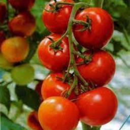 بذر گوجه فرنگی کینگ استون 1 گرمی 