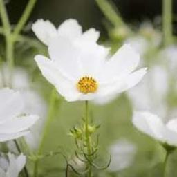 بذر گل ستاره ای سفید 30 عددی