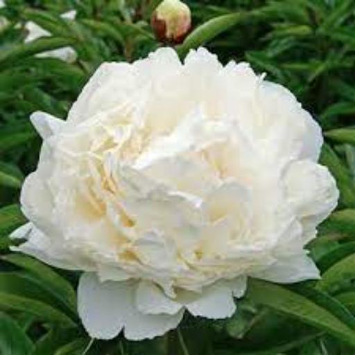 بذر گل شقایق پرپر سفید 10 عددی