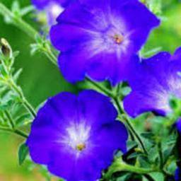 بذر گل اطلسی آبی 100 عددی