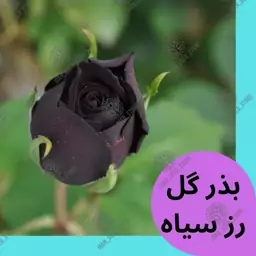 بذر گل رز سیاه یا رز مشکی