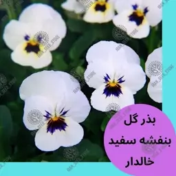 بذر گل بنفشه سفید خالدار - Viola White Flower