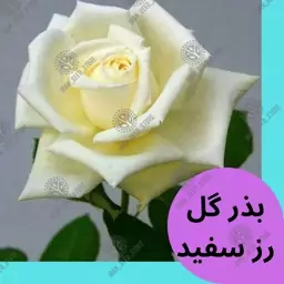 بذر گل رز  سفید - White Yellow Rose