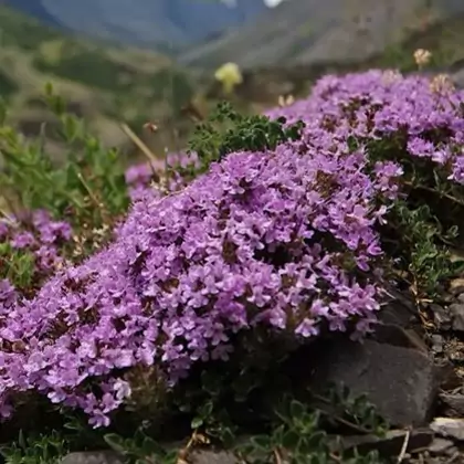 عسل طبیعی آویشن نیم کیلویی ساکارز 3 درصد 