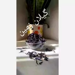 گل گاوزبان کوهی درجه 1