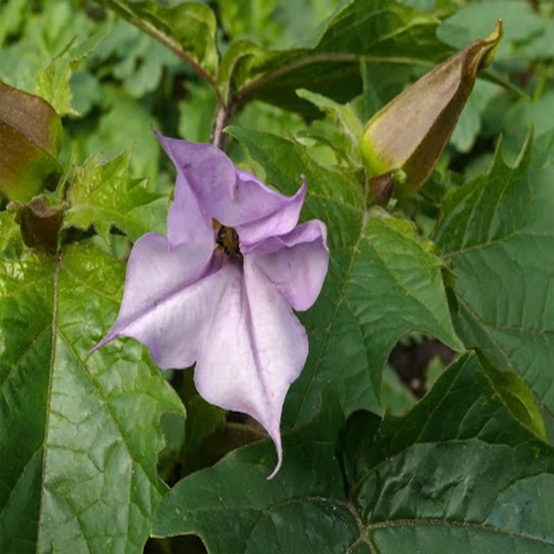 بذر تاتوره ارغوانی (داتورا استرامونیوم) 1 گرم