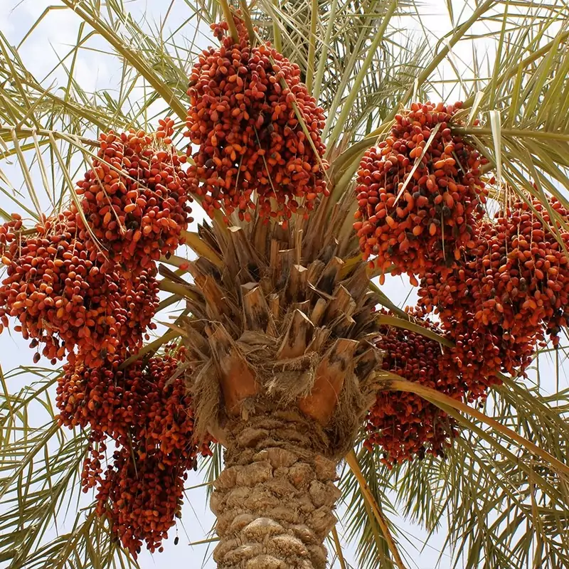 بذر نخل فونیکس مجنون 5 عددی
