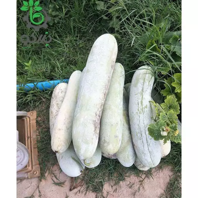 بذر کدو واکسی (خربزه زمستانی) 5 عددی