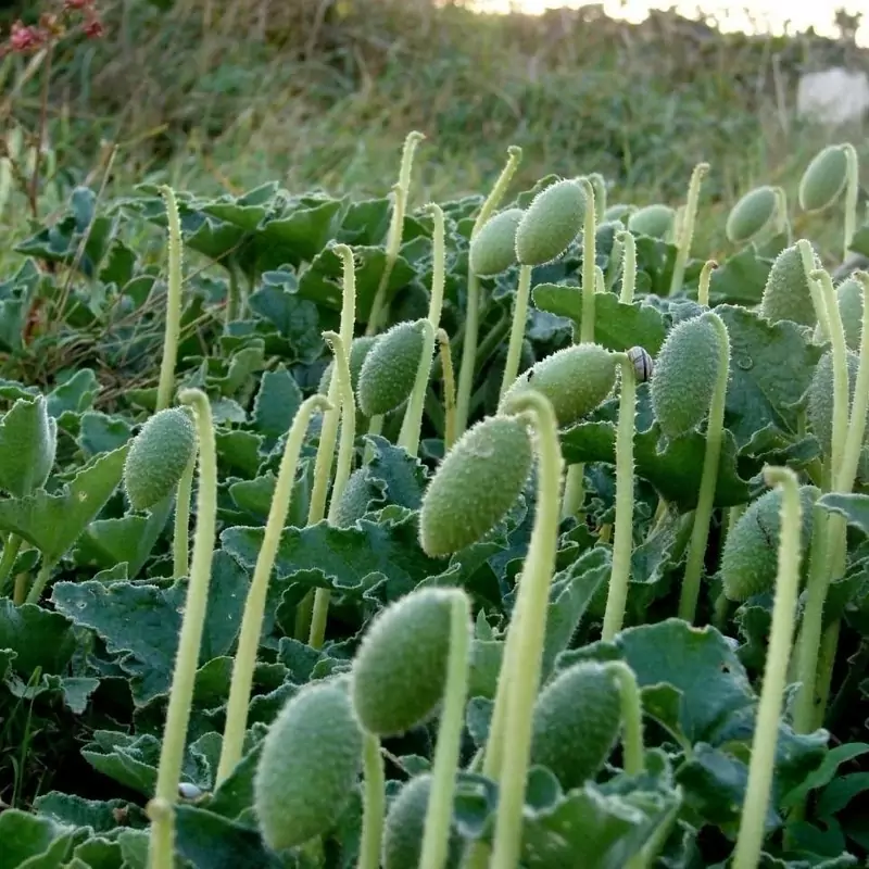بذر خیار آب پران (خیار وحشی) 4 عددی
