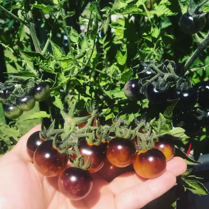 بذر گوجه گیلاسی توت طلایی آبی 10 عددی