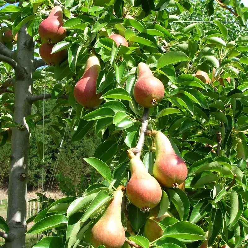 بذر درخت گلابی درگزی 10 عددی