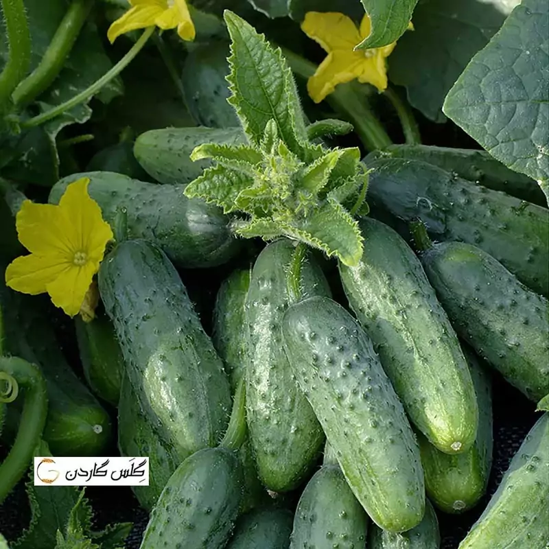 بذر خیار سبز معطر خاردار هیبرید 10 عددی