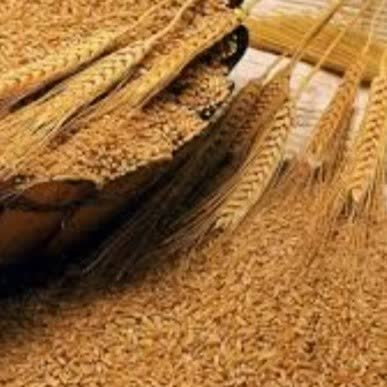 سویق گندم محلی وسنتی وارگانیک چهارگل چهارمحال وبختیاری باسبوس خودگندم500گرمی
