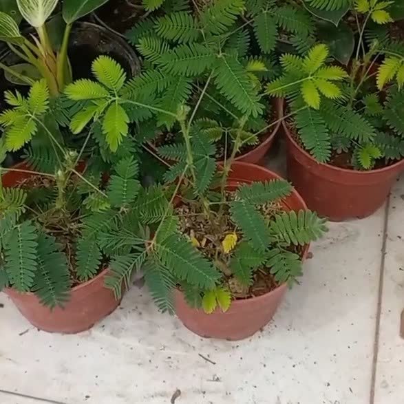 گل بسیار جذاب قهر و آشتی (هزینه ارسال به عهده مشتری است) (پس کرایه)