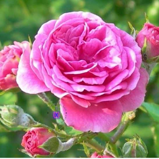 Rose golab
