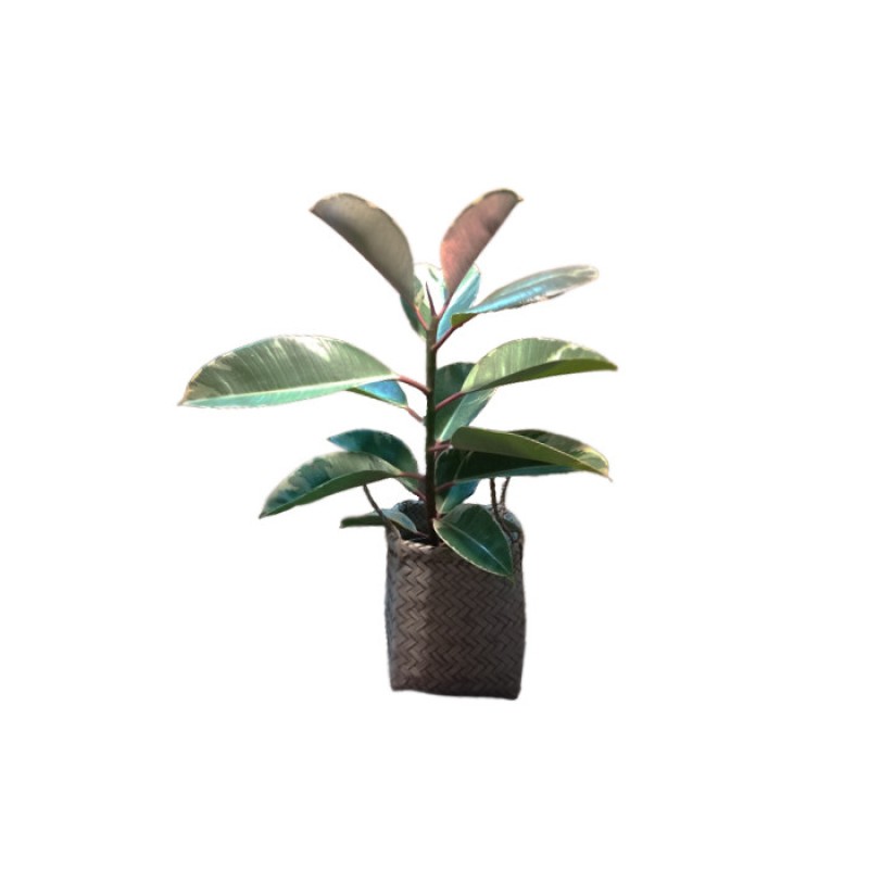 گیاه طبیعی فیکوس ابلق مدل m-2