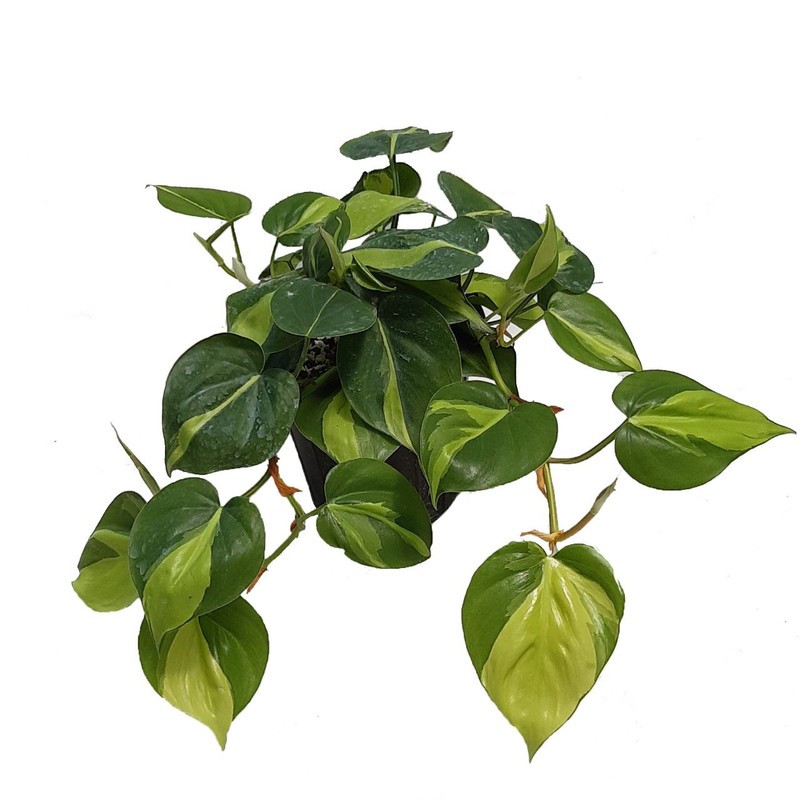 گیاه طبیعی اسکاندیس ابلق مدل 03