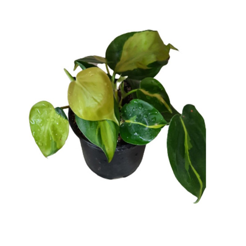 گل طبیعی اسکاندیس ابلق کد Skandisa01