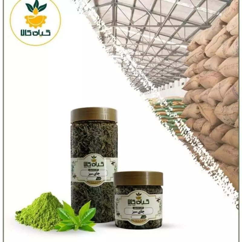 گیاه چای سبز با کیفیت عالی، بار امسالی و تازه(100گرم)