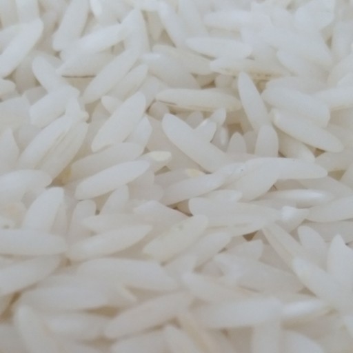 برنج طارم محلی فریدونکنار کشت اول 5 ستاره محمد کبیری