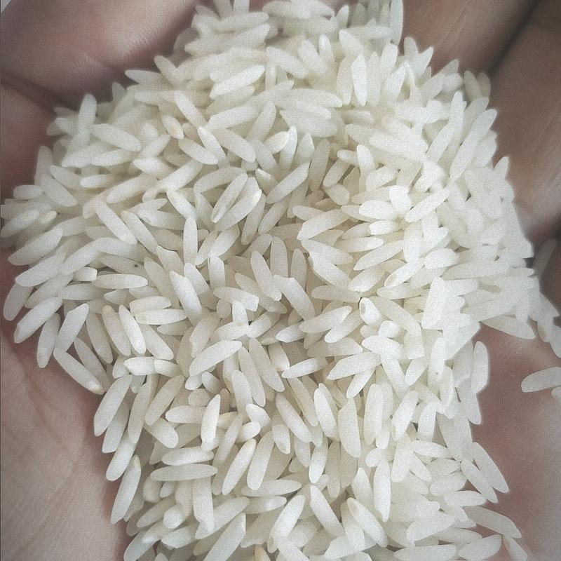 کشت جدید برنج طارم هاشمی عطری (مزرعه ی بنده) 