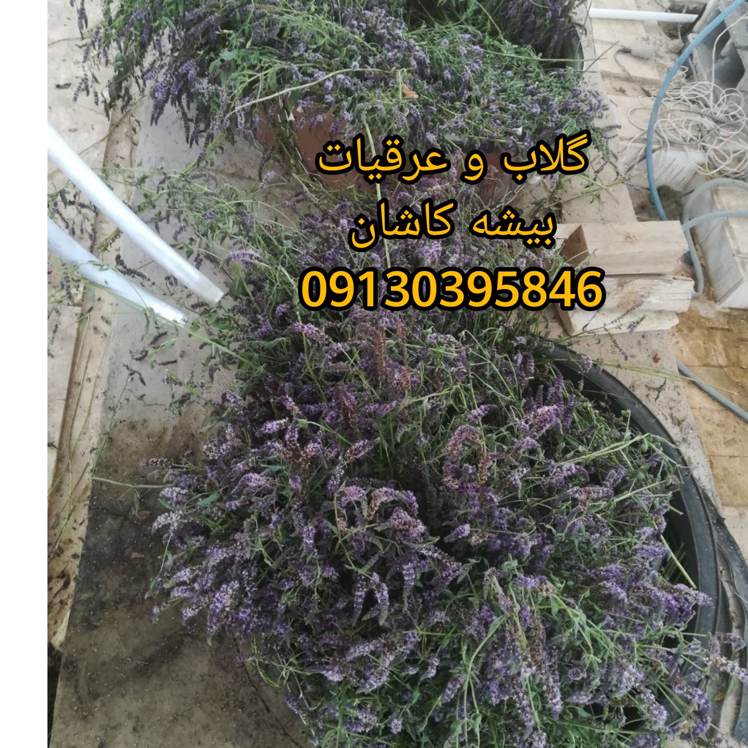 عرق نعنا فلفلی (بسیار تندوتیز) بیشه