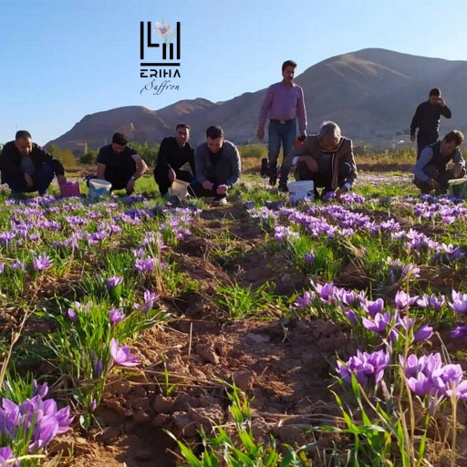 توضیحات تصویر
