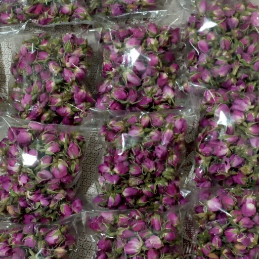 غنچه گل محمدی صادراتی