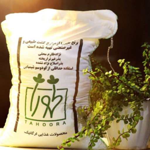 برنج کشت طبیعی طارم محلی شمال ایران