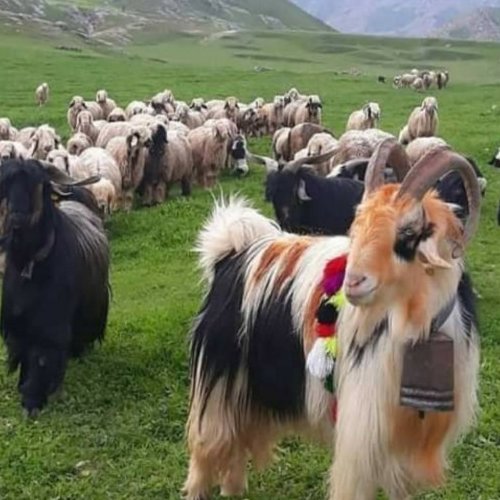 کره طبیعی بز