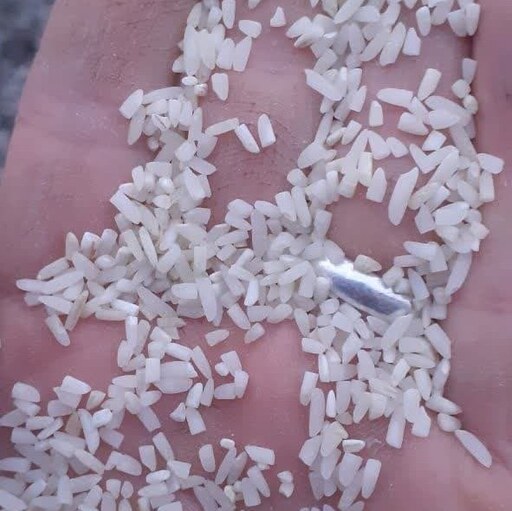 برنج سرلاشه (10 کیلوئی) طارم هاشمی سورت شده صداقت
