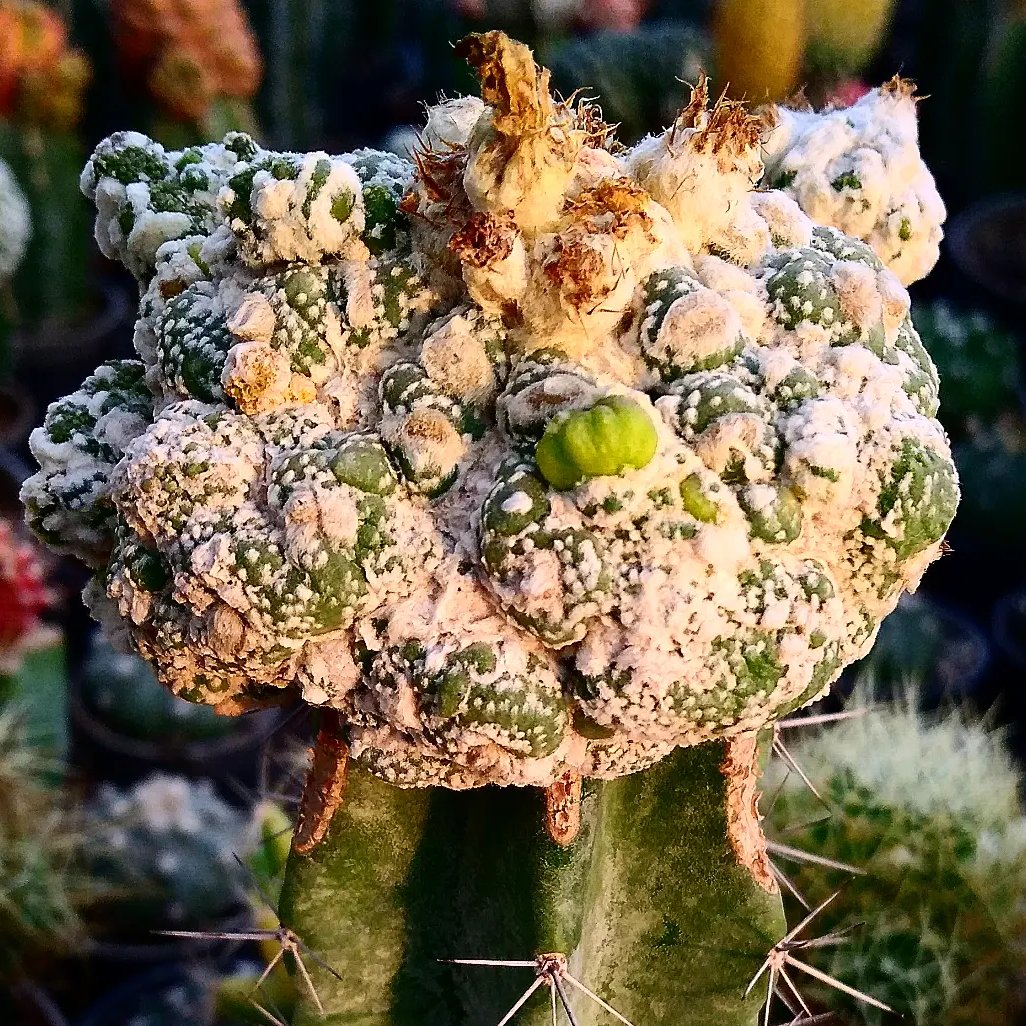 آسترفیتوم کیکو 