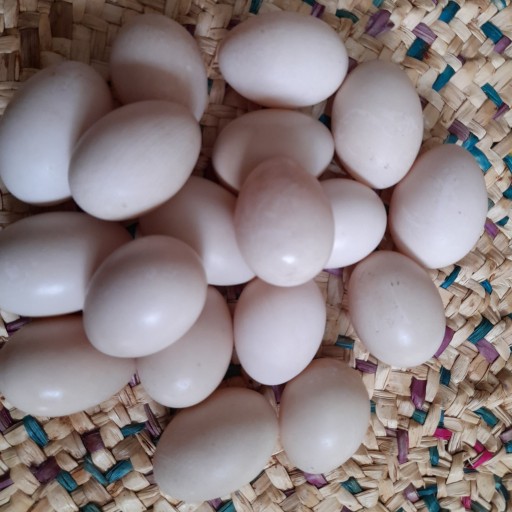 تخم اردک کاملا طبیعی  نطفه دار و خوراکی نژاد اسرائیلی(روسی)