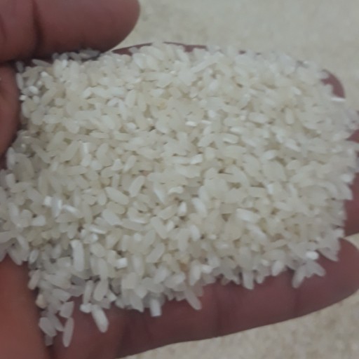 برنج چمپا میداوود