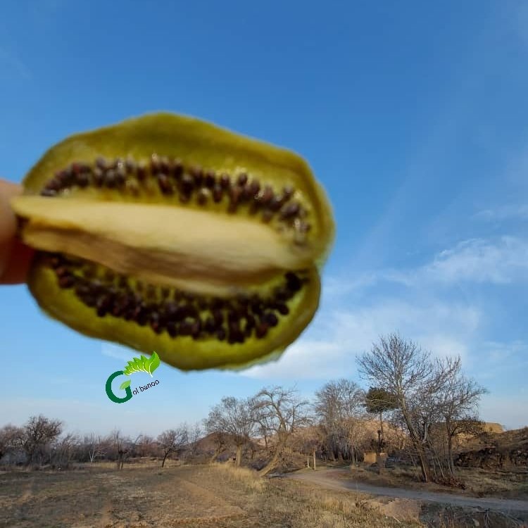 کیوی خشک ( 100 گرمی ) گل بانو