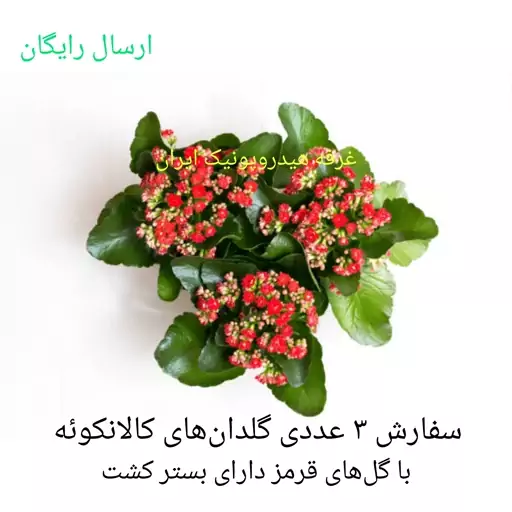 خرید آنلاین سه عددی گیاه گلدار پرفروش کالانکوئه Kalanchoe با گلهای زیبا