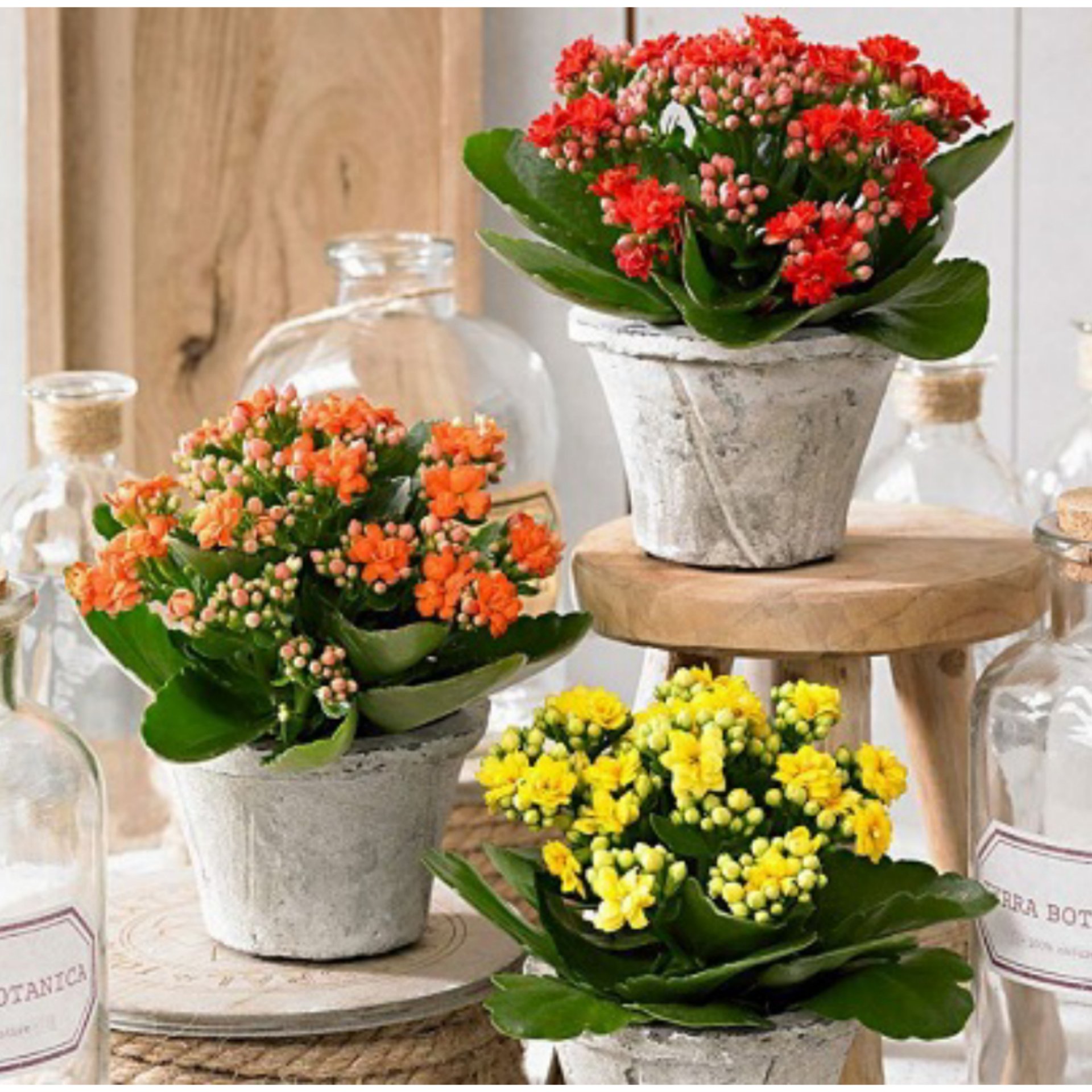 خرید آنلاین سه عددی گیاه گلدار پرفروش کالانکوئه Kalanchoe با گلهای زیبا