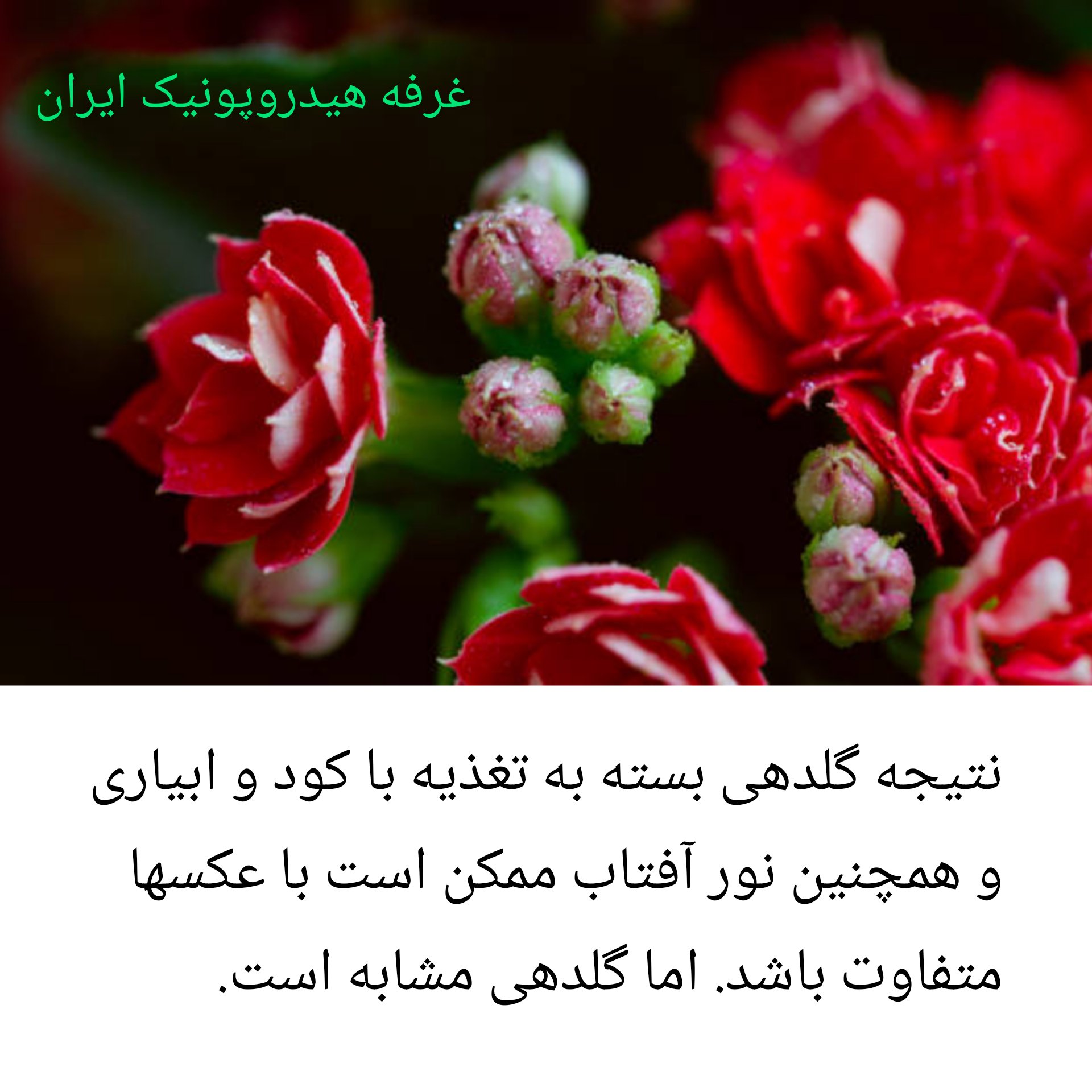 خرید آنلاین سه عددی گیاه گلدار پرفروش کالانکوئه Kalanchoe با گلهای زیبا