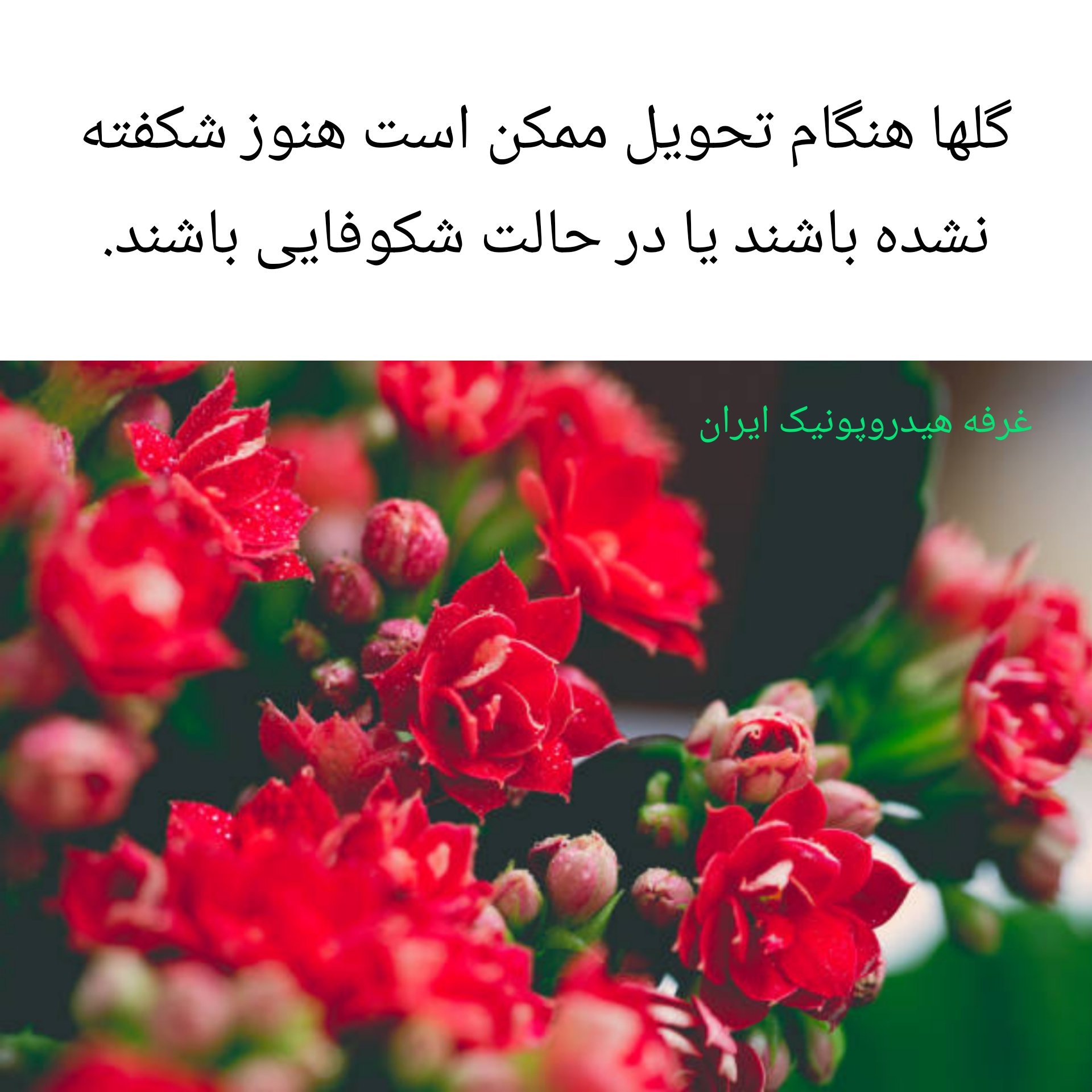 خرید آنلاین سه عددی گیاه گلدار پرفروش کالانکوئه Kalanchoe با گلهای زیبا